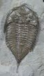 Dalmanites Trilobite - New York #6338-2